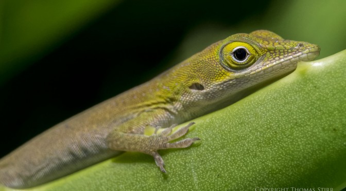 మీ ఇంట్లో బల్లులు ఎక్కువగా ఉన్నాయా.. ఈ చిట్కాలు పాటిస్తే బల్లులు పరార్!