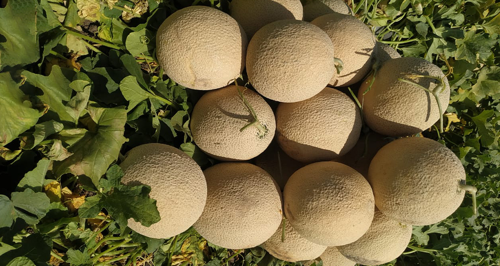 కర్భూజా పండ్లను ఇష్టంగా తినేవాళ్లకు షాకింగ్ న్యూస్.. వాళ్లకు ఈ పండ్లు చాలా డేంజర్!