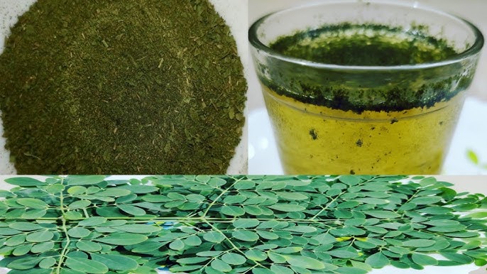 ఖాళీ కడుపుతో మునగాకు నీళ్లు తాగితే కలిగే లాభాలివే.. ఇన్ని ప్రయోజనాలు ఉన్నాయా?