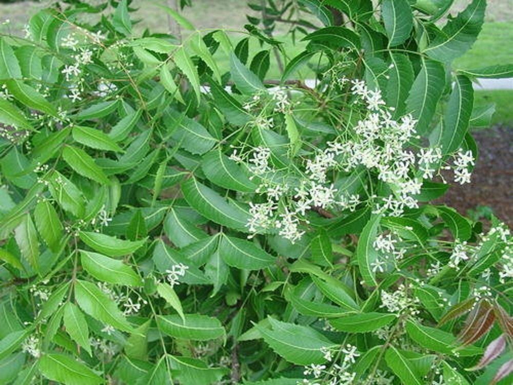 వేప పవ్వుతో ఉన్న అద్భుతమైన లాభాలివే.. ఈ షాకింగ్ విషయలు మీకు తెలుసా?