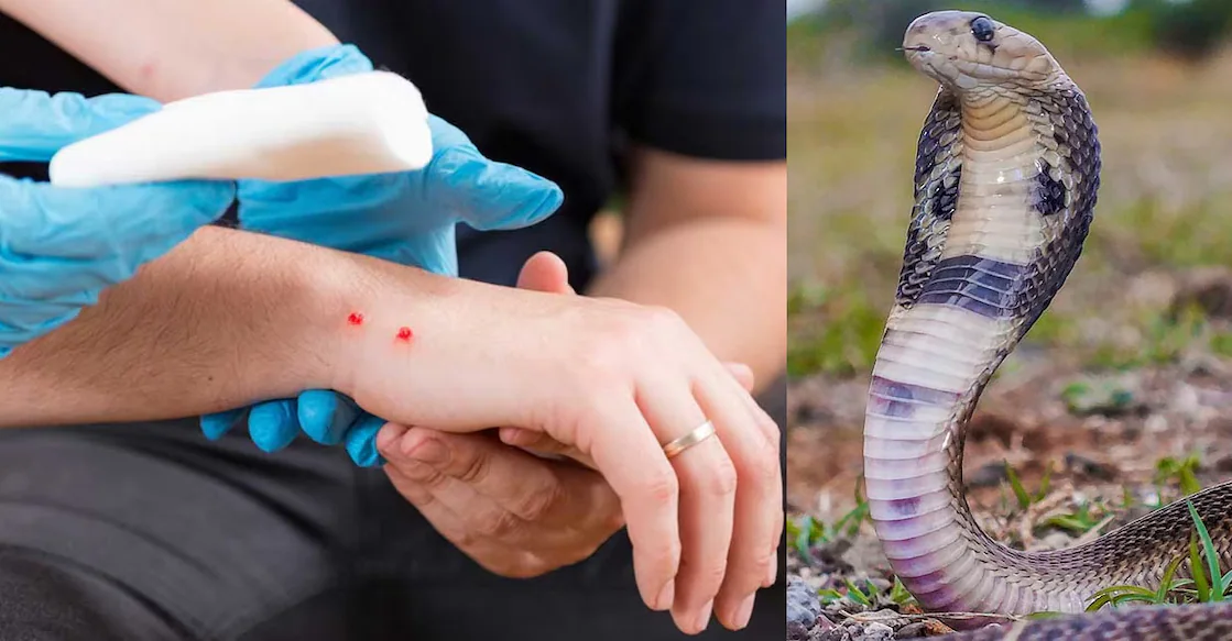 పాము కాటేసిన వెంటనే చేయాల్సిన పనిలివే.. ఇలా చేస్తే మాత్రం ప్రమాదం లేనట్టే!