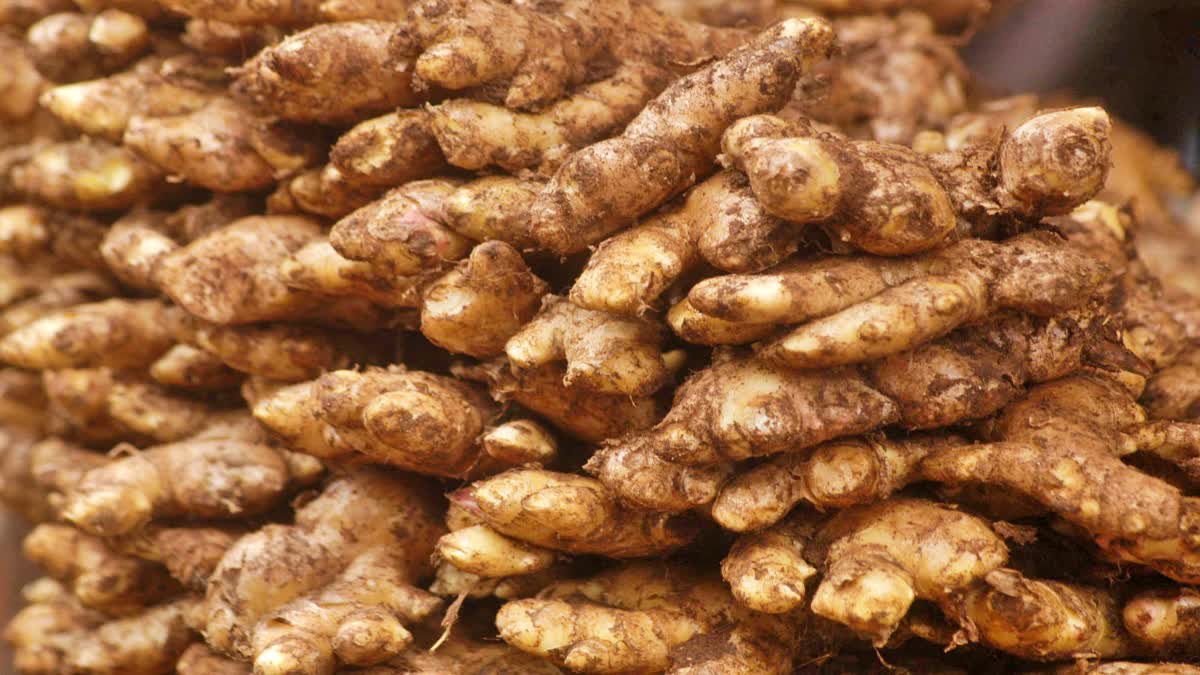 అల్లం తినడం వల్ల కలిగే ఆరోగ్య ప్రయోజనాలివే.. ఈ షాకింగ్ విషయాలు తెలుసా?