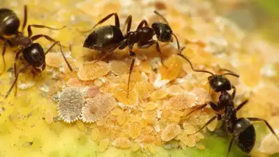 ఇంట్లో చీమలు ఎక్కువగా ఉన్నాయా.. ఈ చిట్కాలు పాటిస్తే ఎన్నో హెల్త్ బెనిఫిట్స్!