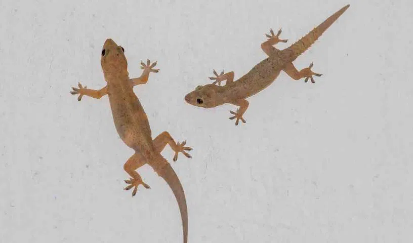 ఇంట్లో బల్లులు ఎక్కువగా ఉన్నావా.. సులువుగా తరిమికొట్టే క్రేజీ చిట్కాలు ఇవే!