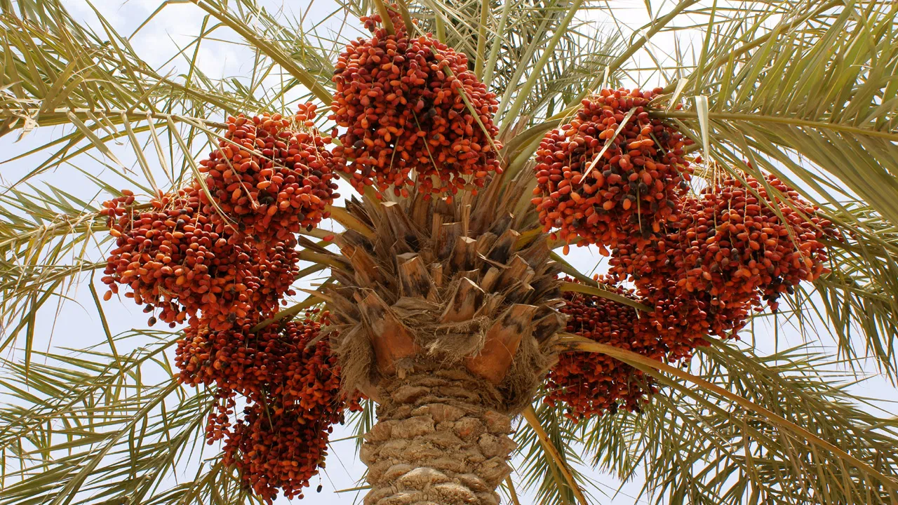 ఈతపండ్లు తినడం ద్వారా ప్రమాదకర సమస్యలు దూరం.. ఇవి దొరికితే అస్సలు వదలొద్దు!