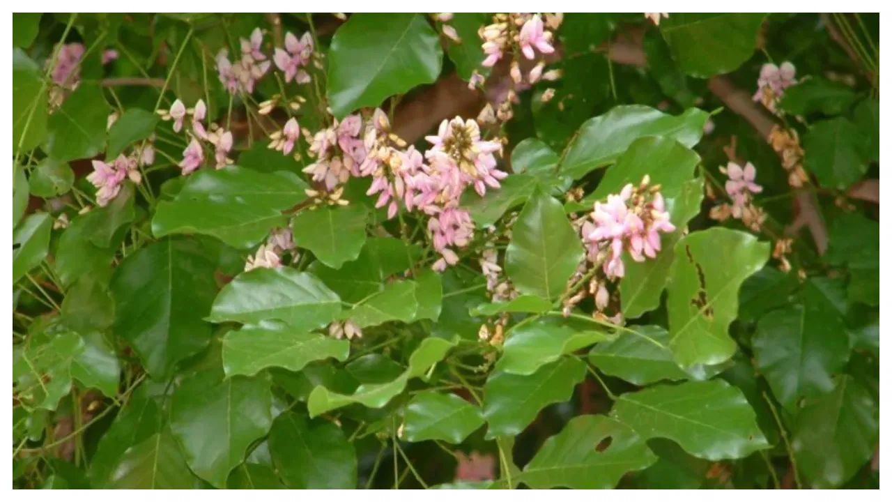 కానుగ చెట్టు ఔషధ గుణాలు తెలుసా.. అద్భుతమైన లాభాలు మీ సొంతం అవుతాయట!