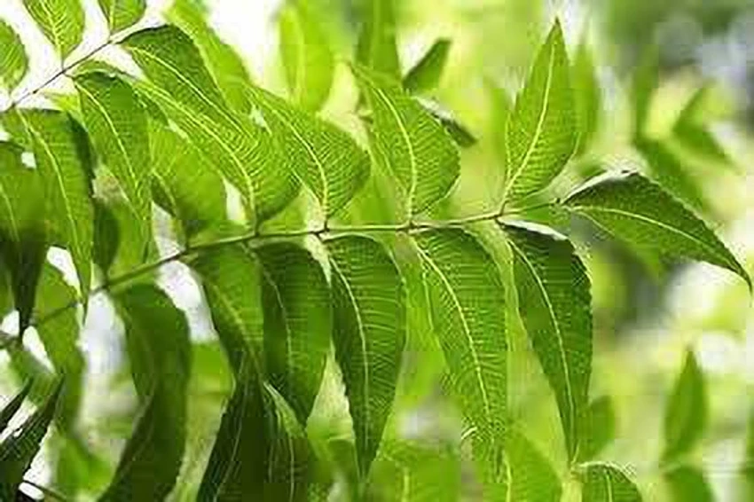 పరగడుపున వేపాకులు నమిలితే ఇన్ని లాభాలా.. ఈ విషయాలు మీకు తెలుసా?