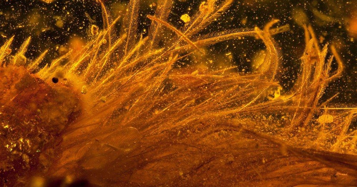 9 కోట్ల సంవత్సరాల క్రితం నాటి తోక.. ఏ జీవిధంటే..