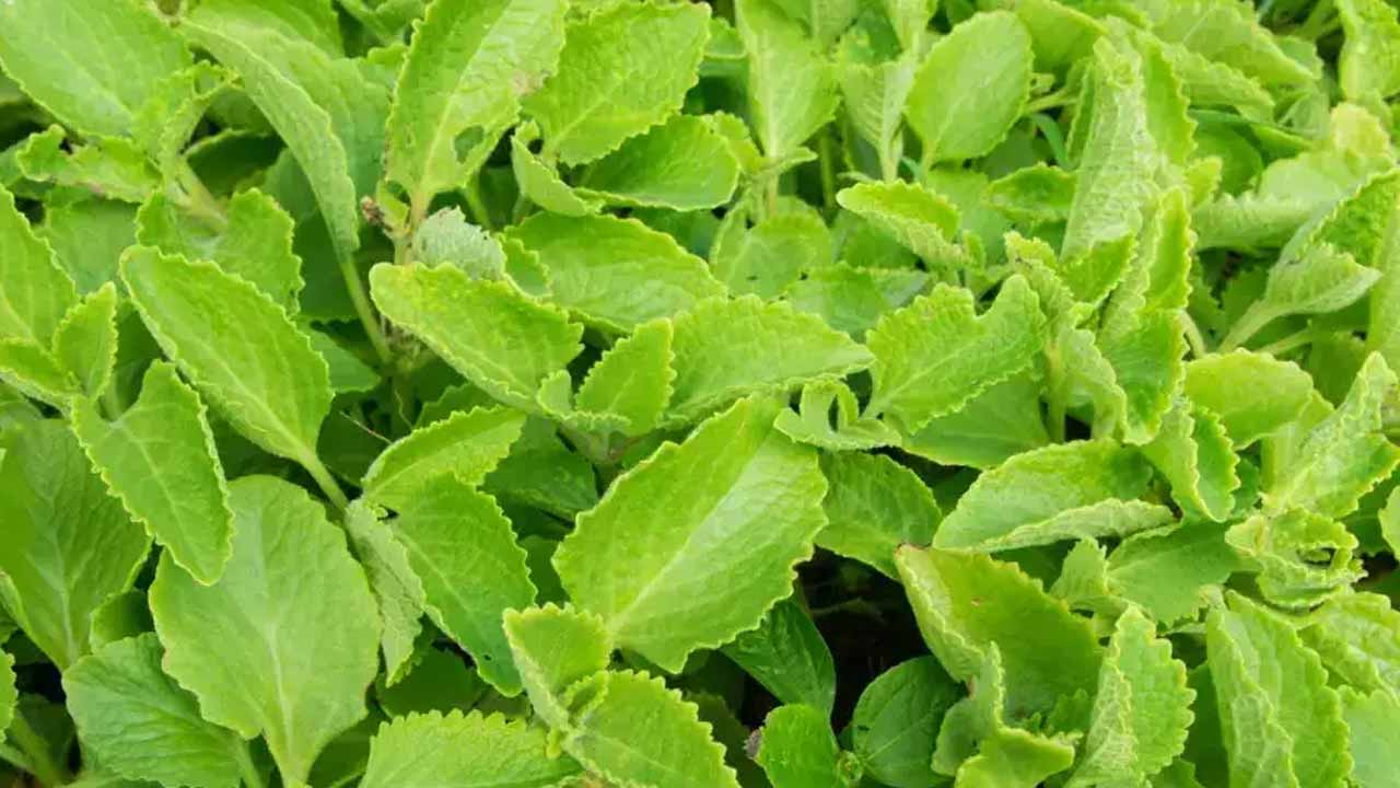 వాము ఆకుతో ఏకంగా ఎన్ని లాభాలా.. ఈ విషయాలు తెలిస్తే అస్సలు నమ్మలేరు!