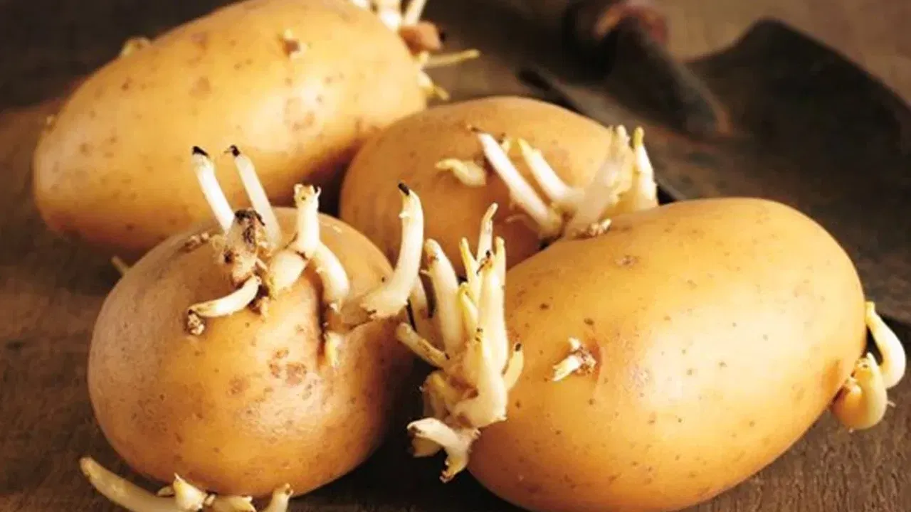 మొలకెత్తిన బంగాళదుంపలు తింటే కలిగే లాభ నష్టాలివే.. ఈ బెనిఫిట్స్ మీకు తెలుసా?