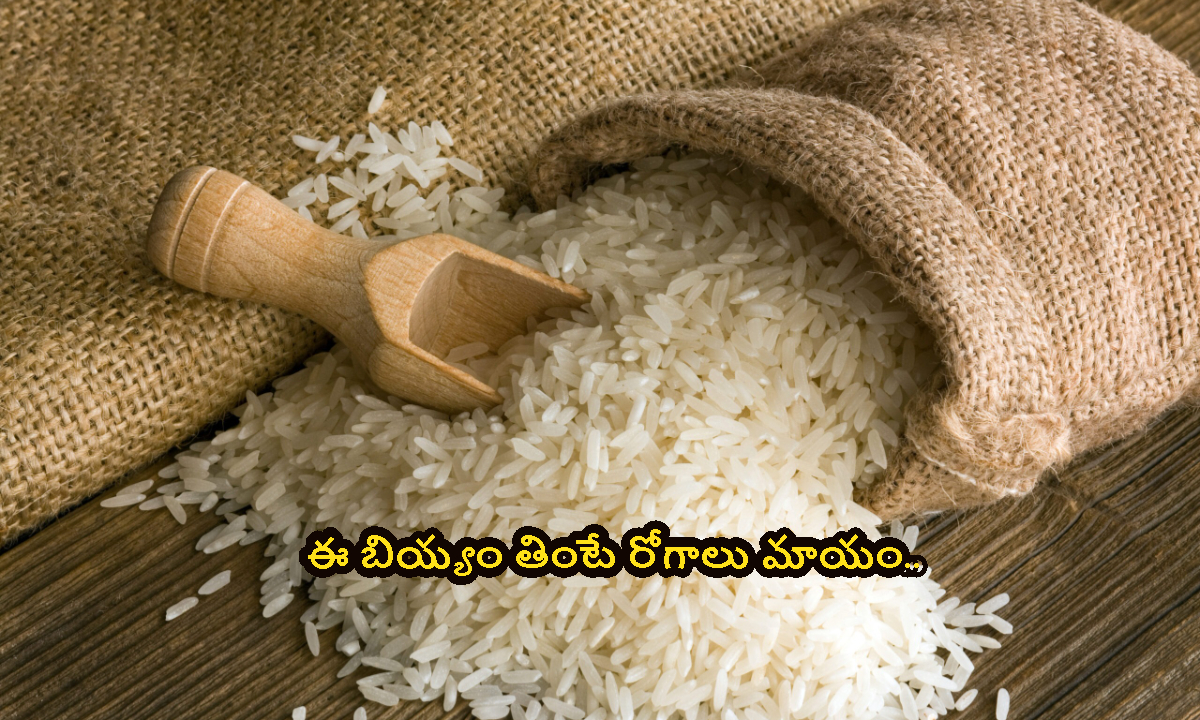 Rice: పోషకాహార లోపాలకు పరిష్కారం.. ఈ అన్నం తింటే రోగాలు మాయం..!