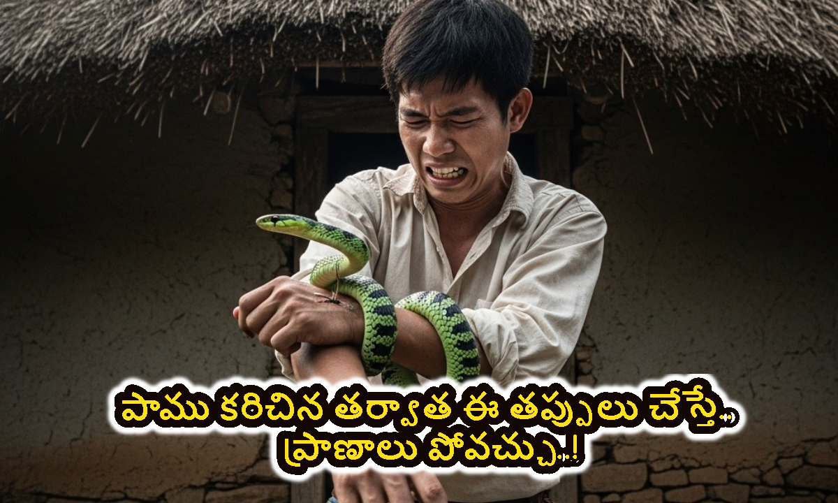 పాము కరిచిన 10 నిమిషాల్లో ఈ తప్పులు చేస్తే.. ప్రాణాలు పోవచ్చు..!