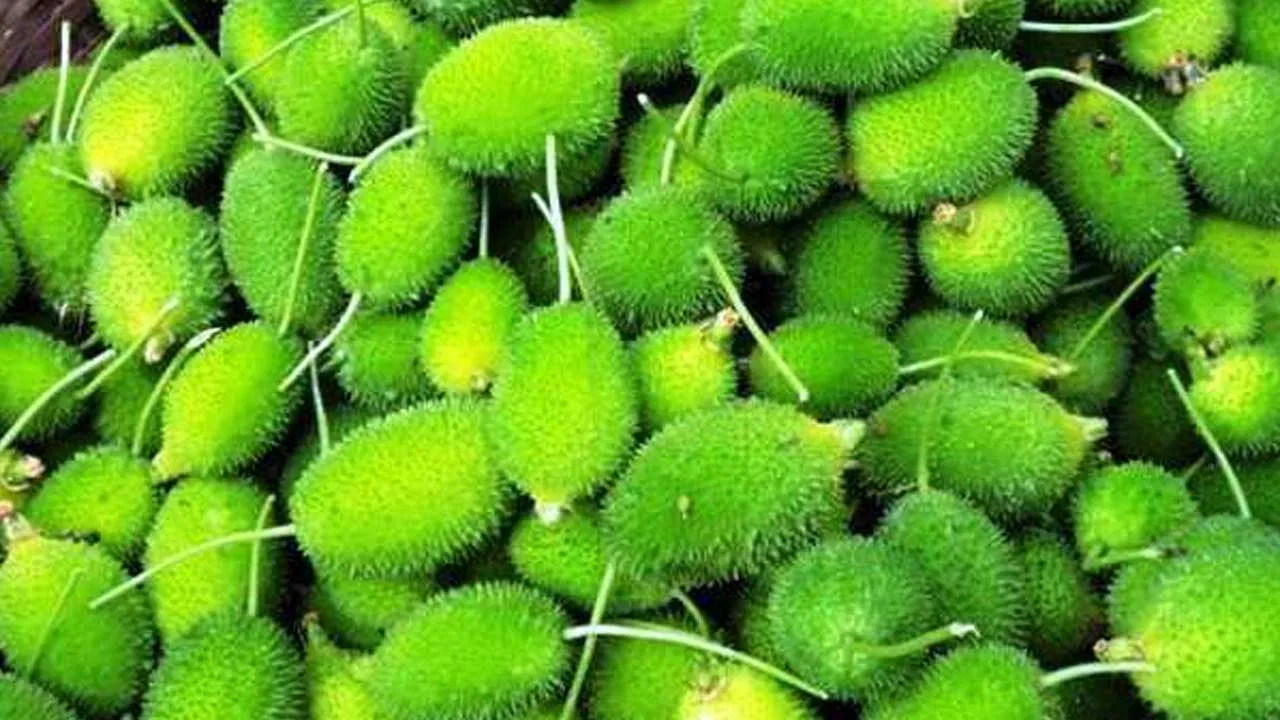 బోడ కాకరకాయ తింటే ఎన్నో ఆరోగ్య లాభాలు.. ఎన్నో ఆరోగ్య సమస్యలు సులువుగా దూరం!