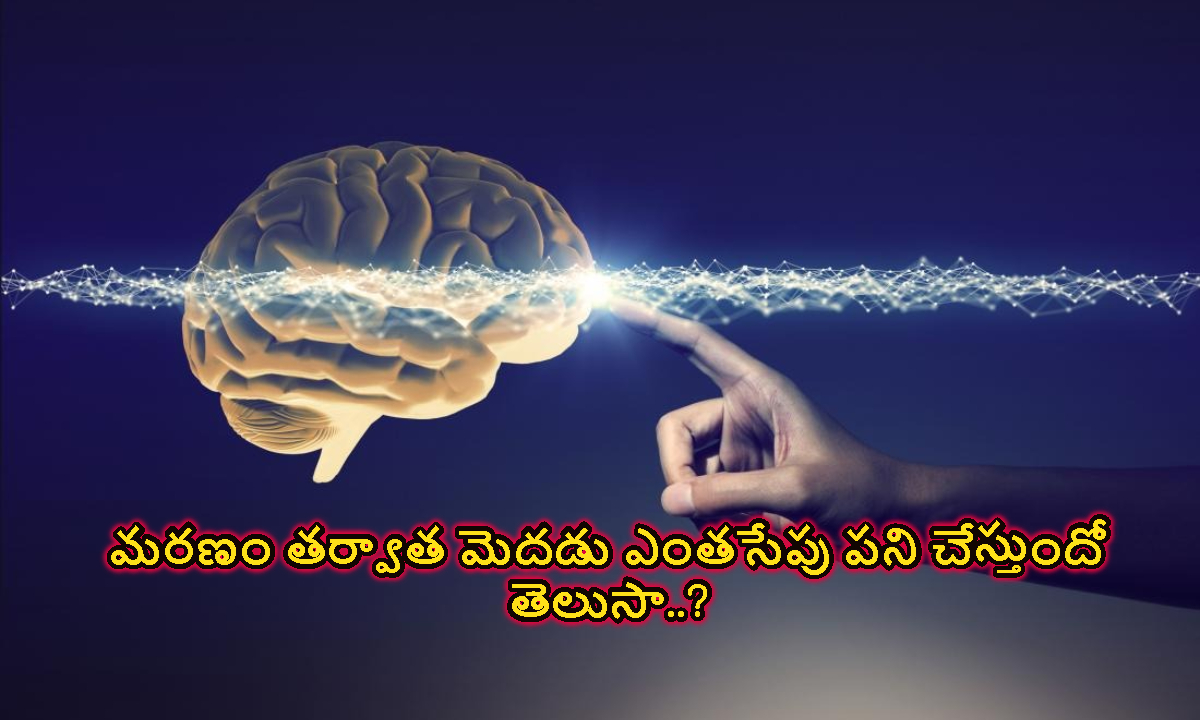 Brain: మరణం తర్వాత బ్రెయిన్ ఎంతసేపు పని చేస్తుంది.. పరిశోధనలు ఏమంటున్నాయంటే..?