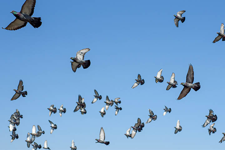 బాల్కనీలో పక్షుల బెడదకు సులువుగా చెక్ పెట్టాలా.. ఈ క్రేజీ చిట్కాలు పాటిస్తే చాలు!