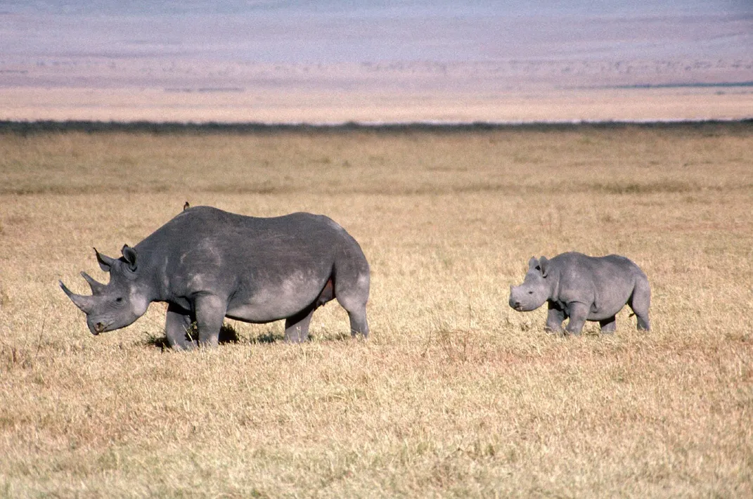 ఈ పాలు అమృతంతో సమానం.. ఖడ్గమృగం పాలు తాగడం వల్ల కలిగే లాభాలివే!