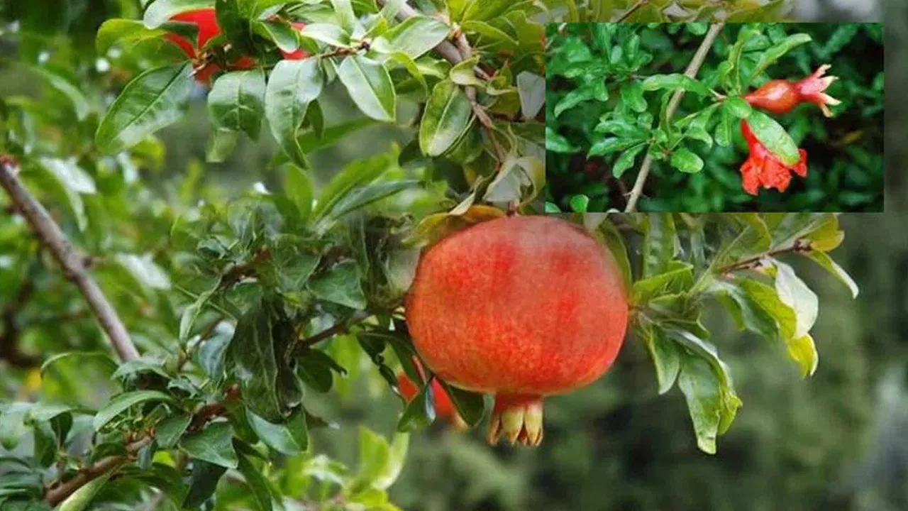 దానిమ్మ ఆకుల వల్ల అద్భుతమైన ప్రయోజనాలు.. రక్తహీనతతో పాటు ఎన్నో సమస్యలకు చెక్!