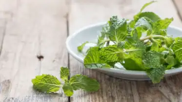 పుదీనా ఆకులు ఎన్నో ఆరోగ్య సమస్యలకు దివ్యఔషదం.. వీటి బెనిఫిట్స్ తెలిస్తే అవాక్కవ్వాసిందే!