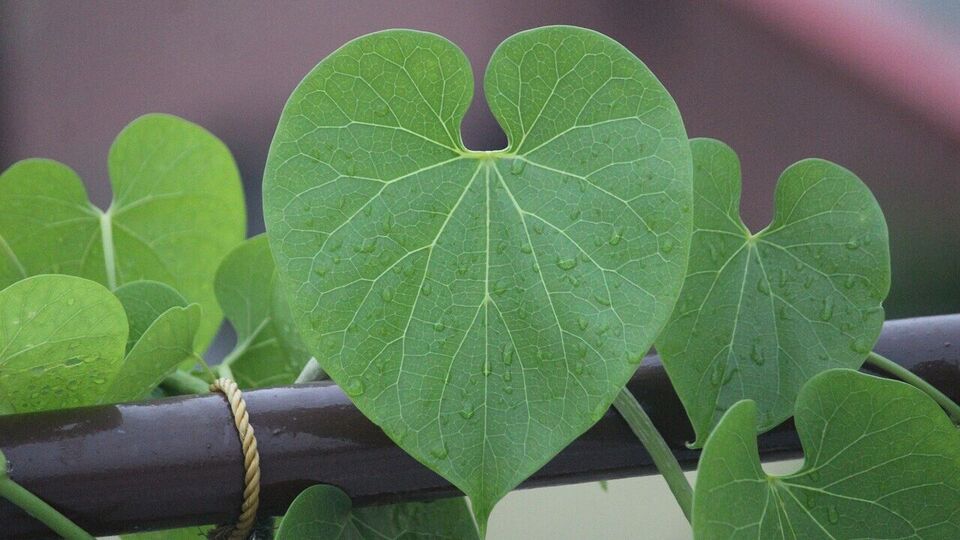 ఎన్నో ప్రమాదకర సమస్యలకు చెక్ పెడుతున్న తిప్పతీగ.. ప్రయోజనాలు తెలిస్తే వావ్ అనాల్సిందే!