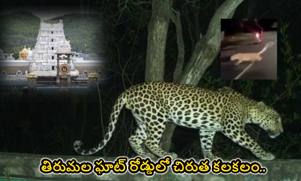 తిరుమల ఘాట్ రోడ్డులో చిరుత కలకలం.. తృటిలో తప్పిన ప్రమాదం..!