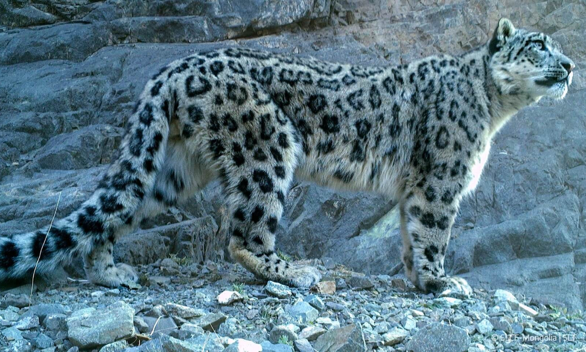 హైదరాబాద్ గోల్కొండ వద్ద చిరుత కలకలం..!