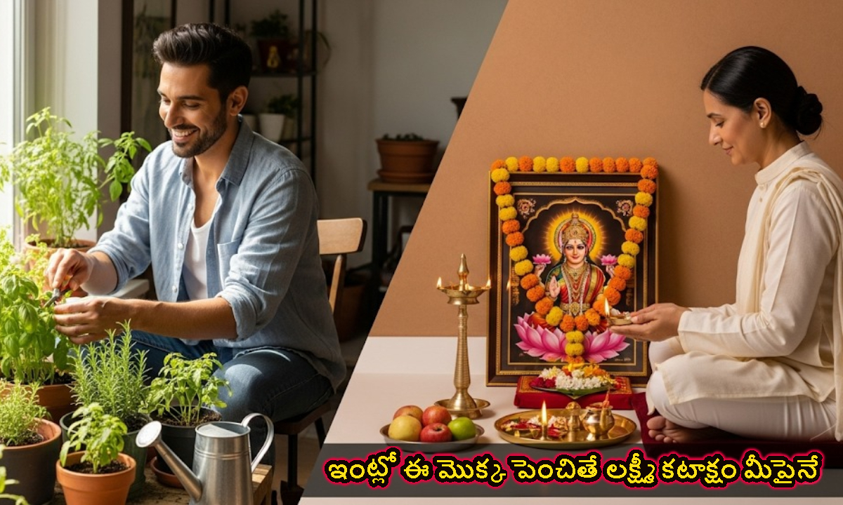 ఇంట్లో ఈ మొక్క పెంచితే లక్ష్మీ కటాక్షం మీపైనే.. నిపుణుల సూచనలు ఇవే..!
