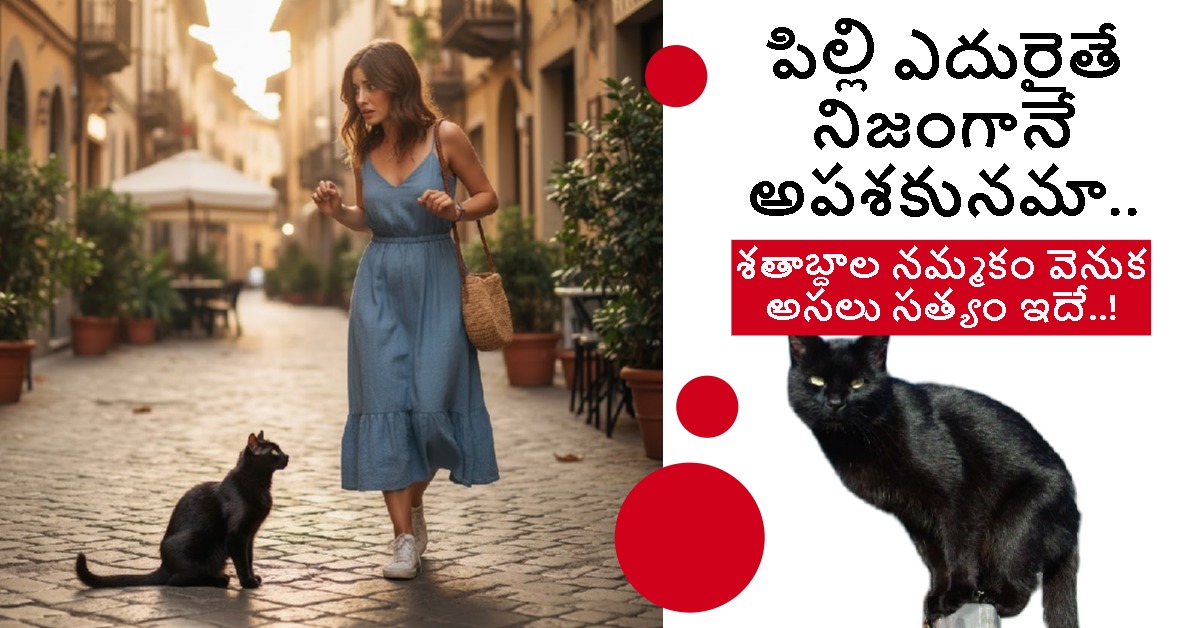 పిల్లి ఎదురైతే నిజంగానే అపశకునమా.. శతాబ్దాల నమ్మకం వెనుక అసలు సత్యం ఇదే..!